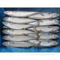 Frozen Pacific Mackerel Fish With Bqf 300-500g